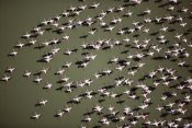 Tim Fitzharris - Lesser Flamingo group flock flying over a lake, Kenya