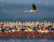 Tim Fitzharris - Lesser Flamingo flying over flock, Lake Nakuru, Kenya