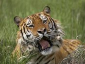 Tim Fitzharris - Siberian Tiger yawning, endangered, native to Siberia