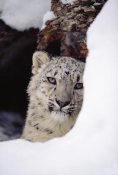 Tim Fitzharris - Snow Leopard adult, looking out from behind a snowbank