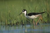Tim Fitzharris - Black-necked Stilt wading through reeds, North America