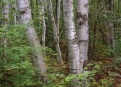 Tim Fitzharris - Birch forest, Pictured Rocks National Lakeshore, Michigan