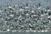 Tim Fitzharris - American Avocet flock erupting into flight, North America