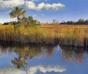 Tim Fitzharris - Cabbage Palm in wetland, Fakahatchee State Preserve, Florida