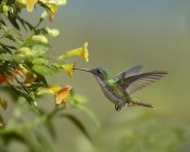 Tim Fitzharris - Andean Emerald hummingbird feeling on yellow flower, Ecuador