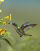 Tim Fitzharris - Andean Emerald hummingbird feeding on a yellow flower, Ecuador