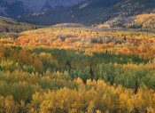 Tim Fitzharris - Aspen trees in fall colors, Gunnison National Forest, Colorado
