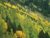 Tim Fitzharris - Aspen grove in fall colors, Gunnison National Forest, Colorado