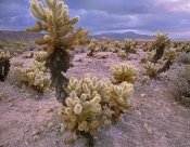 Tim Fitzharris - Teddy Bear Cholla cacti, Joshua Tree National Park, California