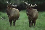 Tim Fitzharris - Elk pair looking behind them, Redwood National Park, California