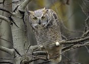 Tim Fitzharris - Great Horned Owl pale form, Kootenays, British Columbia, Canada