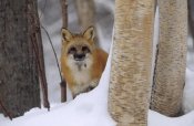 Tim Fitzharris - Red Fox looking out from behind trees in a snowy forest, Montana