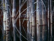 Tim Fitzharris - Western Red Cedar trees, Oliphant Lake, British Columbia, Canada