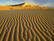 Tim Fitzharris - Wind ripples in Kelso Dunes, Mojave National Preserve, California