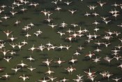 Tim Fitzharris - Aerial view of a mixed flock of Lesser Flamingo group Kenya, Africa