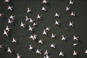 Tim Fitzharris - Lesser Flamingo flock taking flight from the surface of a lake, Kenya