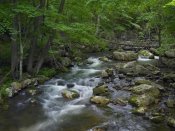 Tim Fitzharris - Little Stony Creek flowing through Jefferson National Forest, Virginia