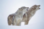Tim Fitzharris - Timber Wolves close-up portrait of pair howling in snow, North America