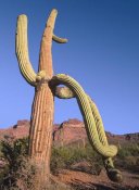 Tim Fitzharris - Ajo Mountains and Saguaro Organ Pipe Cactus National Monument, Arizona