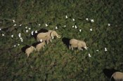 Tim Fitzharris - African Elephant parents and two calves with Cattle Egret flock, Kenya