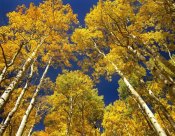 Tim Fitzharris - Aspen grove in fall colors, Maroon Bells, Snowmass Wilderness, Colorado