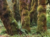 Tim Fitzharris - Mossy big-leaf maples, Hoh Rainforest, Olympic National Park, Washington