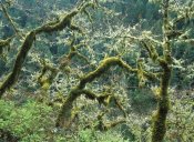 Tim Fitzharris - Mossy Oak trees at Eagle Creek, springtime, Columbia River Gorge, Oregon