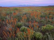 Tim Fitzharris - La Sal Mountains and Globemallows Salt Valley, Arches National Park, Utah