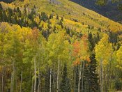 Tim Fitzharris - Aspen trees in autumn, Santa Fe National Forest near Santa Fe, New Mexico