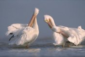Tim Fitzharris - American White Pelican pair preening in shallow water, Texas Coast, Texas