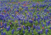 Tim Fitzharris - Hill Country wildflowers including Sand Bluebonnets and Paintbrush, Texas