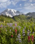 Tim Fitzharris - Paradise Meadow and Mount Rainier, Mount Rainier National Park, Washington