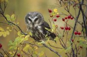 Tim Fitzharris - Northern Saw-whet Owl perching in a wild rose bush, British Columbia, Canada