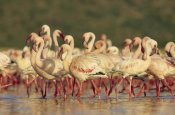 Tim Fitzharris - Lesser Flamingo group parading in a mass courtship dance, Lake Bogoria, Kenya