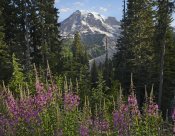 Tim Fitzharris - Fireweed flowering and Mount Rainier, Mount Rainier National Park, Washington