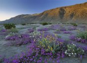 Tim Fitzharris - Sand Verbena and Desert Sunflowers Anza-Borrego Desert State Park, California