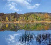 Tim Fitzharris - Deciduous forest along Lackawanna Lake, Ricketts Glen State Park, Pennsylvania