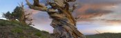 Tim Fitzharris - Foxtail Pine tree, twisted trunk of an ancient tree, Sierra Nevada, California