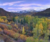 Tim Fitzharris - Quaking Aspen forest in autumn, Snowmass Mountain near Quaking Aspen, Colorado