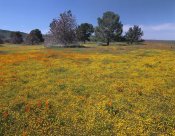 Tim Fitzharris - California Poppy and Eriophyllum flowers in field, Antelope Valley, California