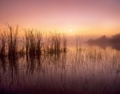 Tim Fitzharris - Reeds reflected in Sweet Bay Pond at sunrise, Everglades National Park, Florida