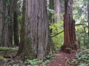 Tim Fitzharris - Western Red Cedars grove of the patriarchs, Mt Rainier National Park, Washington