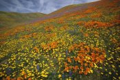 Tim Fitzharris - Hills covered with California Poppies and Lupine Tehachapi Mountains, California