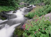 Tim Fitzharris - Paradise River surrounded by spring flowers, Mt Rainier National Park, Washington