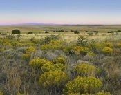 Tim Fitzharris - Broomweed growing among prairie grasses, Apishapa State Wildlife Refuge, Colorado