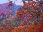Tim Fitzharris - Blue Ridge Range with autumn deciduous forest, near Buck Creek Gap, North Carolina