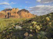 Tim Fitzharris - Opuntia cactus and other desert vegetation, Kofa National Wildlife Refuge, Arizona