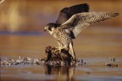 Tim Fitzharris - Peregrine Falcon adult in protective stance standing on downed duck, North America
