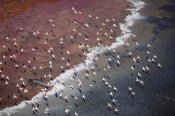Tim Fitzharris - Lesser Flamingo group flock flying over soda flats at the edge of Lake Magadi, Kenya
