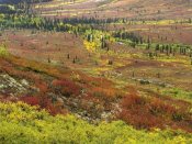Tim Fitzharris - Autumn tundra with boreal forest, Tombstone Territorial Park, Yukon Territory, Canada